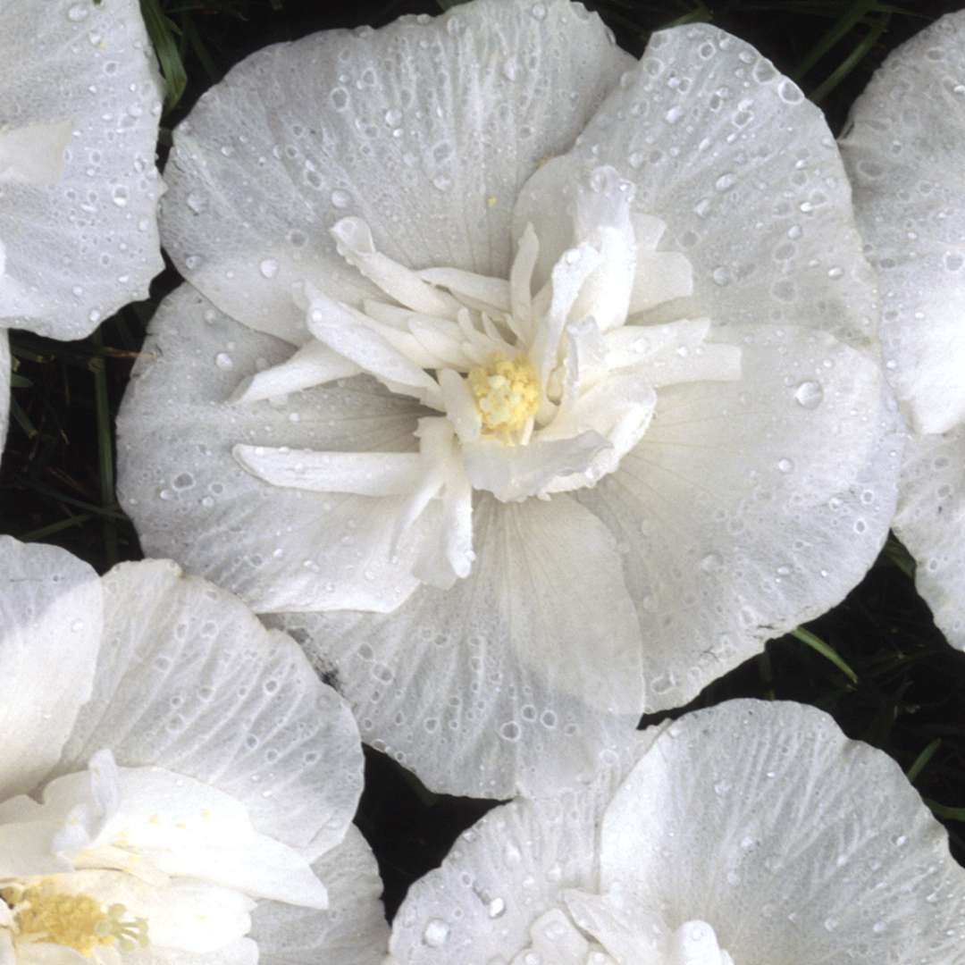 Close up of pure white White Chiffon rose of sharon blooms